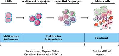 Unveiling the complexity of transcription factor networks in hematopoietic stem cells: implications for cell therapy and hematological malignancies